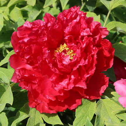 红色日系牡丹花苗 旭港 菏泽日本牡丹正宗多层重瓣庭院趣味花卉