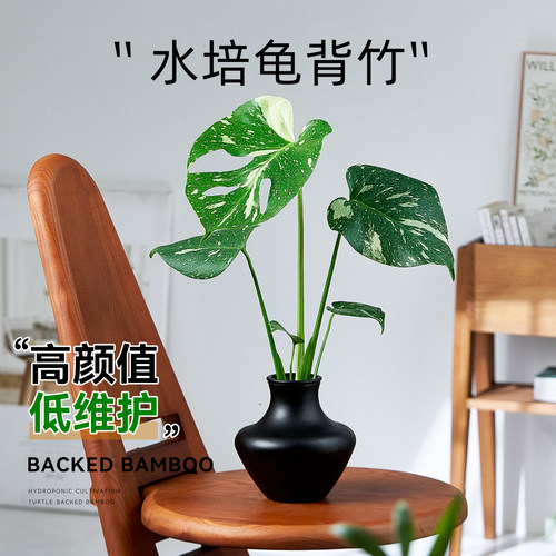 洒金龟背竹水培植物盆栽