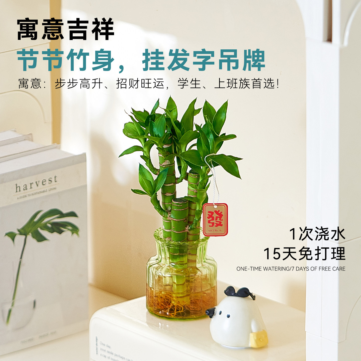 水培植物文昌竹富贵竹绿植盆栽室内好养花卉客厅办公桌面招财摆件