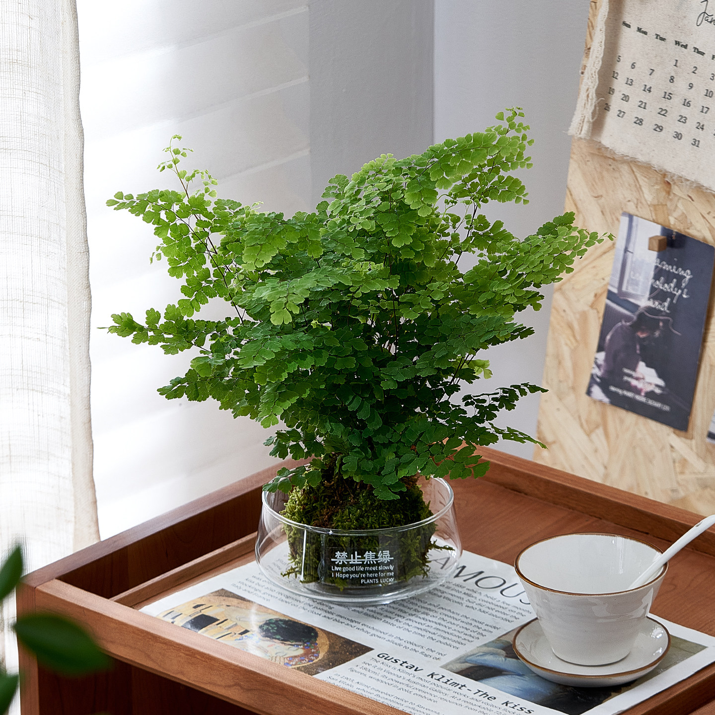 铁线蕨苔藓球水培植物办公室内好养懒人植物蕨类绿植盆栽居家耐阴