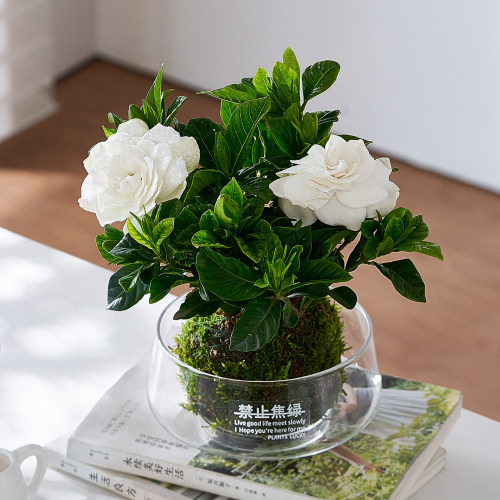 苔藓球栀子花盆栽带花苞带玻璃瓶