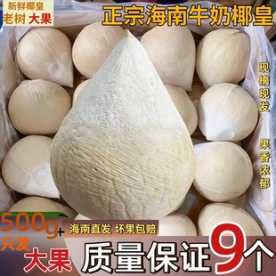 海南三亚牛奶椰皇新鲜椰子小奶椰白当季大果孕妇补羊水煲鸡汤现摘