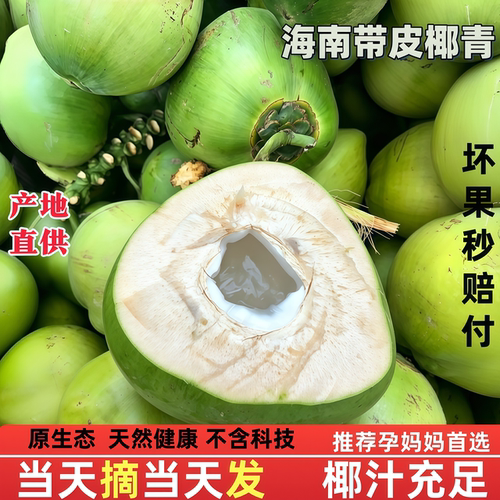 海南文昌新鲜椰子椰青带皮椰子蛋孕妇补羊水专用大大果当季现摘