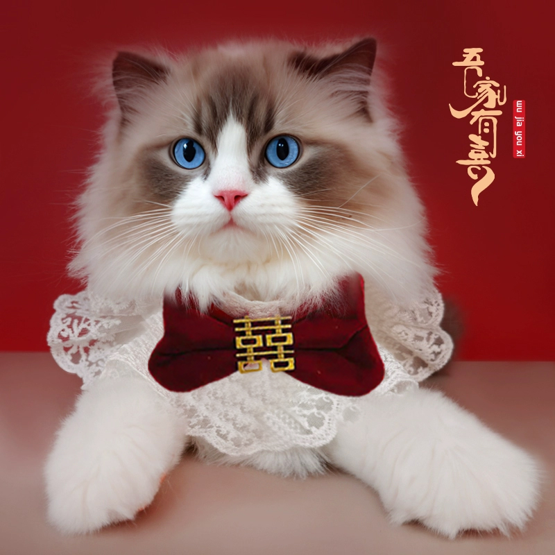 猫咪领结项圈小香风公主绅士风猫围脖宠物狗狗口水巾蝴蝶结装饰品