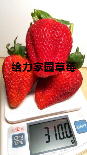 草莓种子巨人黑珍珠赞岐姬白宝石