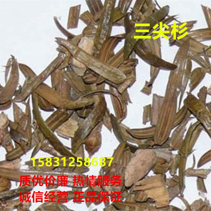 包邮三尖杉500克g榧子血榧石榧水柏子藏杉桃松杉生狗尾松