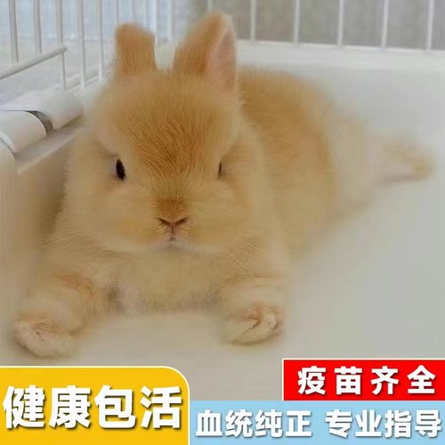 小型美系血统侏儒兔垂耳兔好养