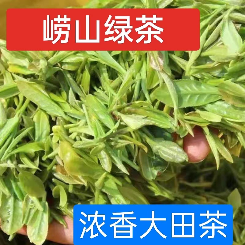 散装500克香型崂山绿茶