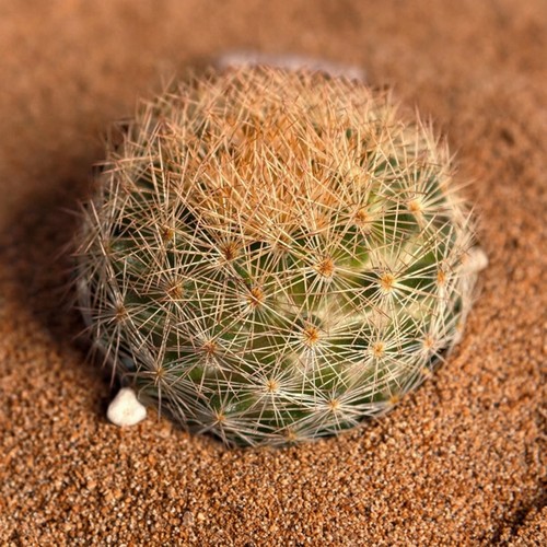 花卉实生姬红姬玉绿植阳台仙人球