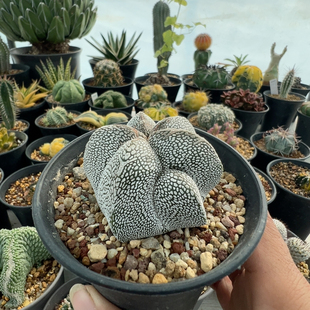 实生矮款超白恩冢鸾凤玉带v