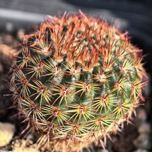 实生粉花桃鬼丸仙人球南国玉红冠丸多肉植物花卉绿植盆栽室内好养