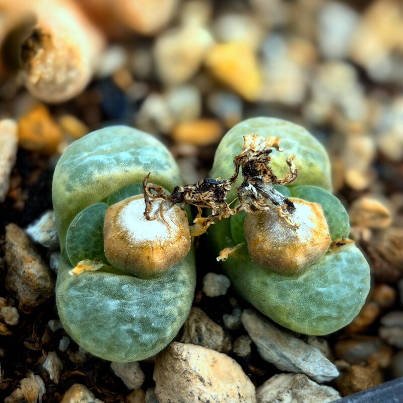 双头带种荚大母本风铃玉多肉软糖毛汉尼植物花卉盆栽室内阳台好养