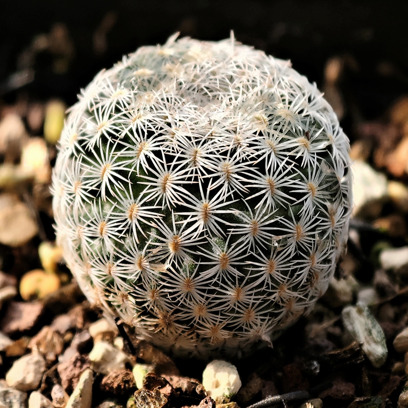 实生美丽丸仙人球白刺乳突多肉
