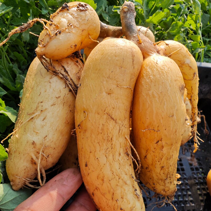 黑龙团扇大块根仙人球多肉植物花卉绿植室内盆栽阳台四季好养易活