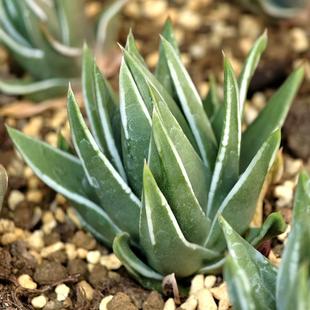 白折瑞鹤硬叶十二卷多肉植物花卉绿植室内盆栽阳台桌面四季好养