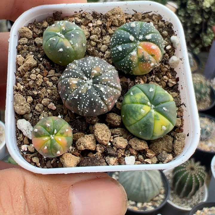 实生散斑兜锦
