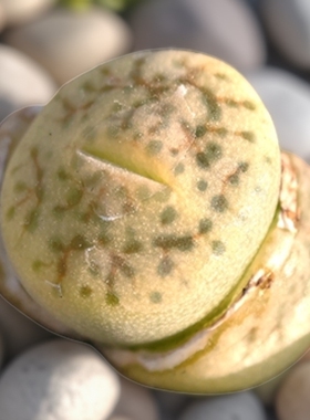 绿荒玉C383A生石花多肉植物番杏花卉绿植室内盆栽阳台四季好养