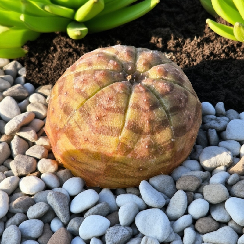 实生黄金布纹球多肉植物黄花大戟