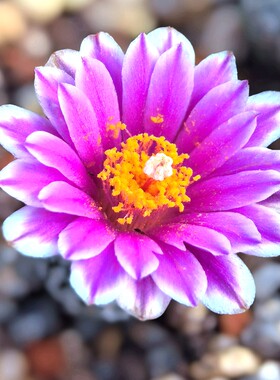 青青花草阳台好养美观蔷薇丸红花
