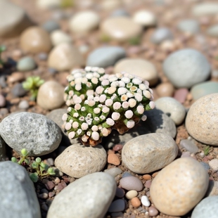 自根松针牡丹仙人球海葵款多肉植物乳突球粉花易开花室内阳台好养
