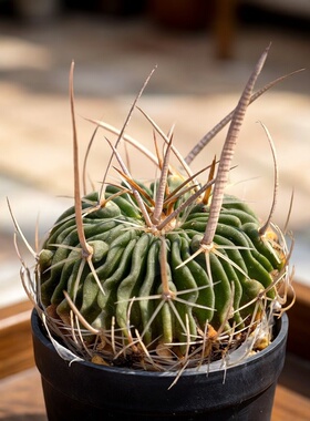 实生长刺振武玉仙人球多棱球多肉植物花卉绿植室内盆栽阳台好养