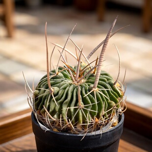 实生长刺振武玉仙人球多棱球多肉植物花卉绿植室内盆栽阳台好养