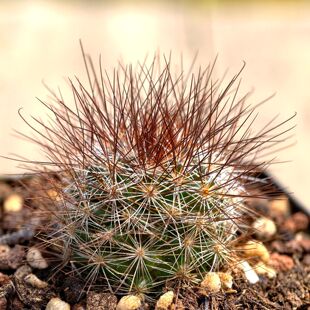 超长刺实生马库斯仙人球乳突多肉植物花卉绿植室内盆栽阳台好养