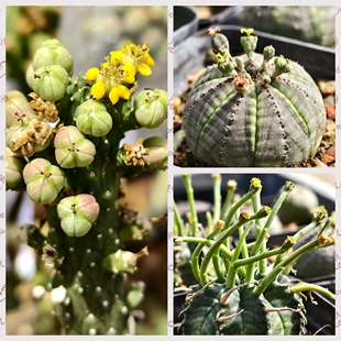 斗牛角布纹球大戟属多肉植物种子花卉绿植室内盆栽阳台四季好养