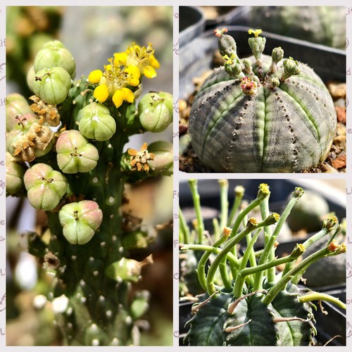 斗牛角布纹球大戟属多肉植物种子