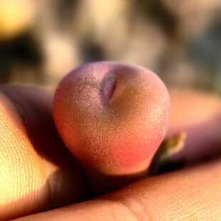 红空卡佛肉锥带毛多肉植物番杏花卉绿植室内盆栽桌面阳台四季好养