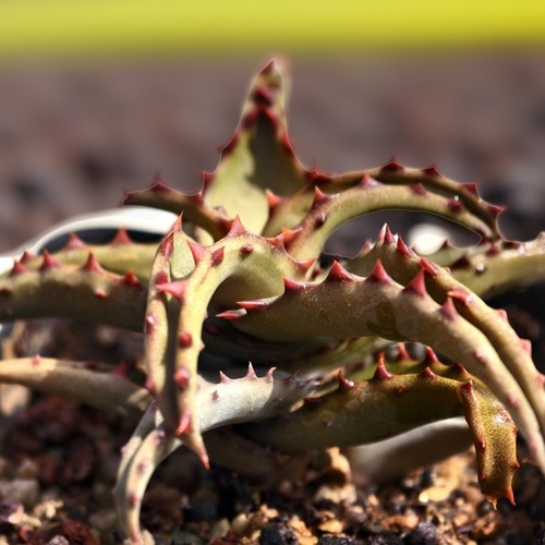 原生光面卡萨帝芦荟大棵多肉好养