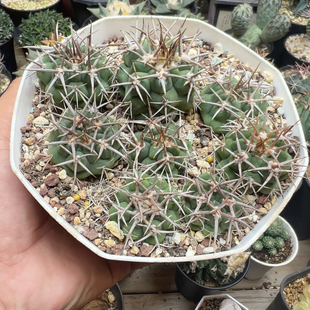 实生超刺碧岩玉