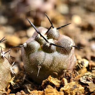 KK259实生黑王丸仙人球冬型龙爪多肉植物花卉绿植室内盆栽好养