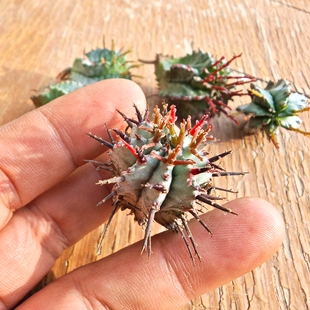 白衣魁伟玉大戟科多肉植物花卉绿植室内盆栽阳台四季好养