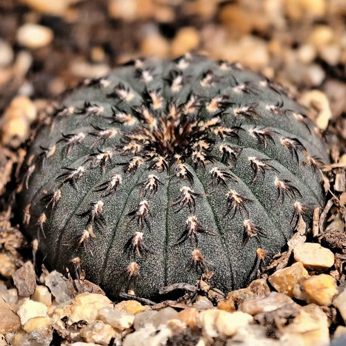 大型士童实生仙人球多肉植物