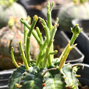 实生母法丽达开花株大戟多肉植物花卉绿植室内盆栽阳台四季好养