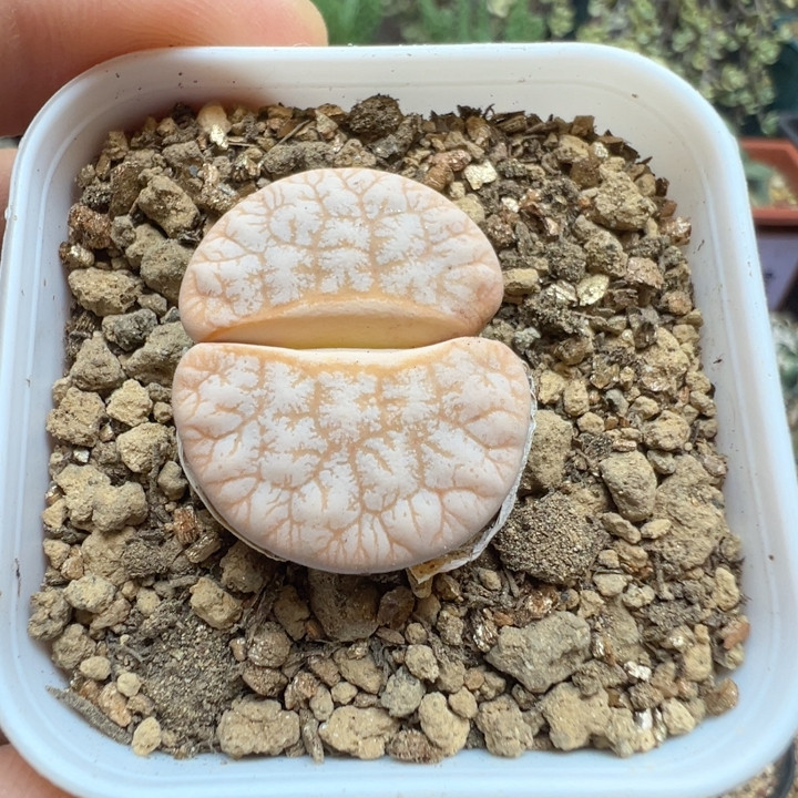 309A拿铁母本2.8