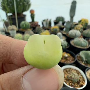 全窗矮胖拉登1.8