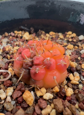 自根守金摩天龙糊斑锦