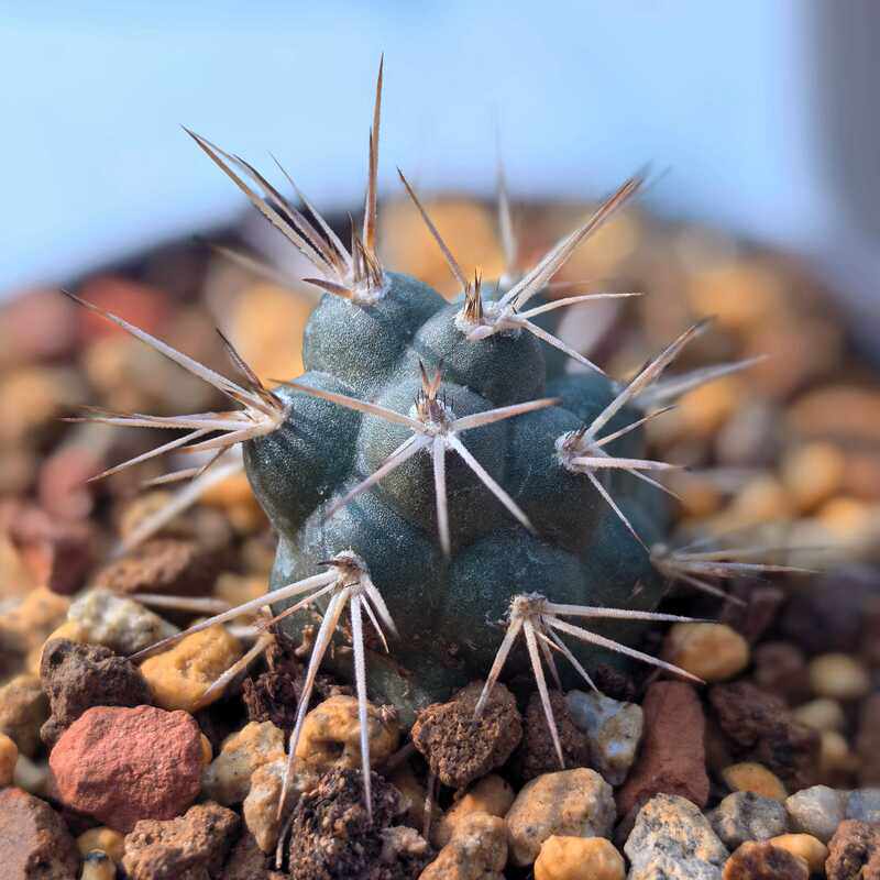 强刺仙人球明暗城团扇多肉植物花卉绿植室内盆栽办公室桌面绿植