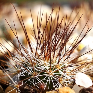 超长刺实生马库斯仙人球乳突多肉植物花卉绿植室内盆栽阳台好养