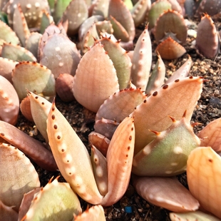 好养 白疣实生王刺锦变种芦荟多肉植物花卉绿植室内盆栽阳台四季