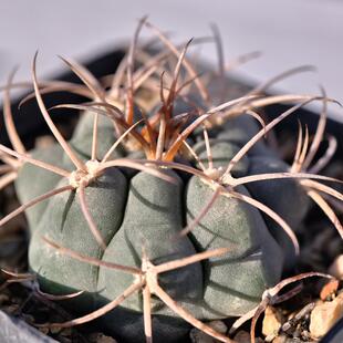 实生纯绯玉仙人球裸萼球属多肉植物花卉绿植室内盆栽阳台四季好养