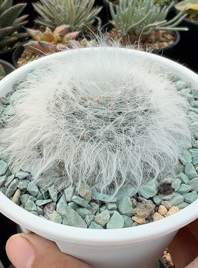 浓毛无刺丽光殿