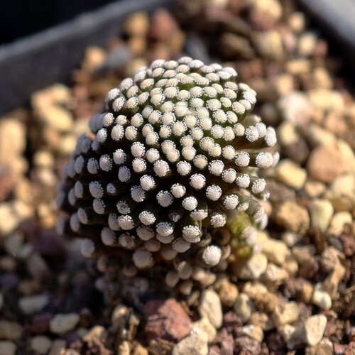 牡丹室内多肉植物自根松针易开花