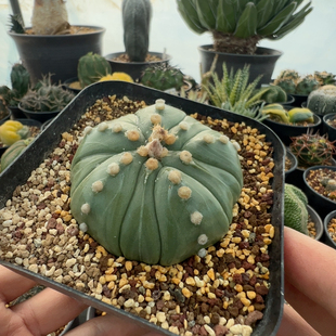 实生浓毛复棱琉璃兜6.8