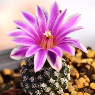 实生红花海胆娇丽仙人球多肉植物花卉绿植室内盆栽阳台夏季好养