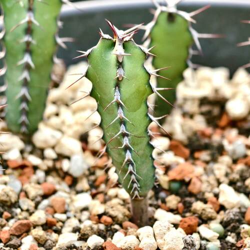 E.parciramulosa大戟多肉植物