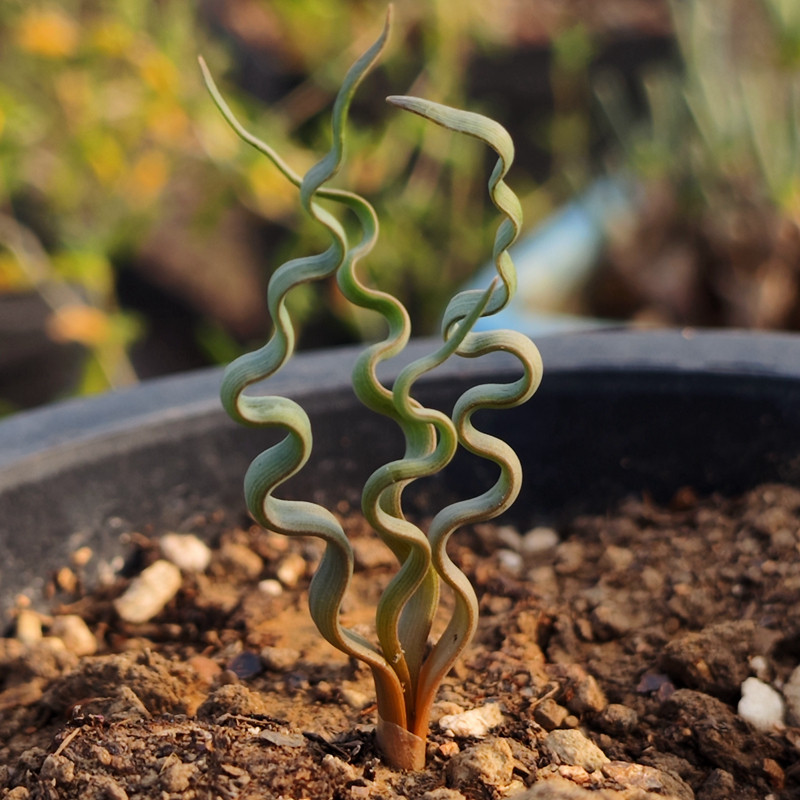 块根海带弹簧草多肉人参根奇特植物盆栽提神趣味室内阳台冬季易养