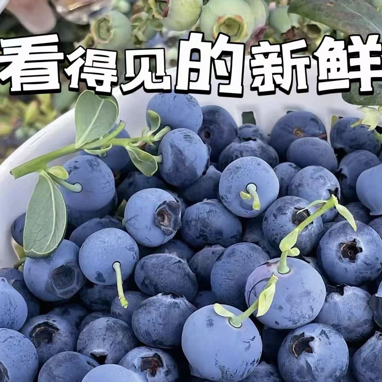 新鲜云南蓝莓鲜果果汁花香酿酒现摘当季辅食孕妇水果整箱宝宝